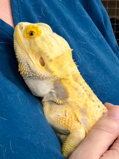 Yellow Bearded Dragon